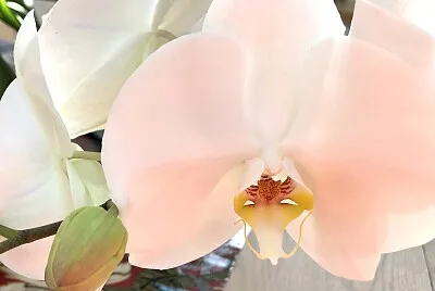 Peachy orchid flower