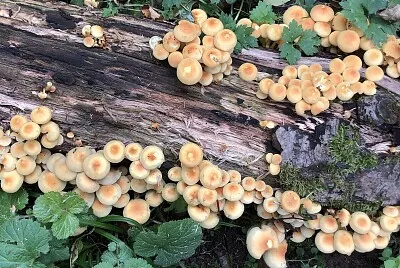 Forest mushrooms autumn