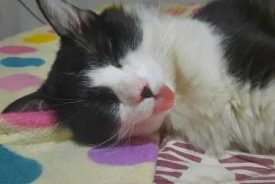 gatito