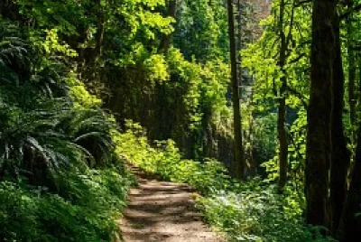 Bosque jigsaw puzzle