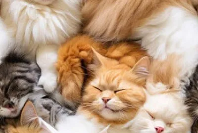 Gatos