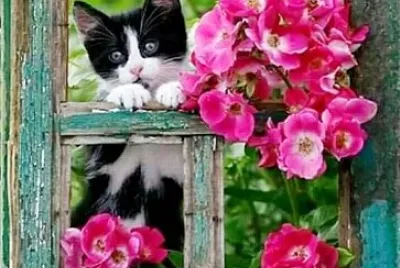 gato