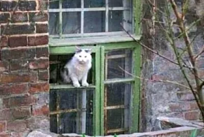 gato