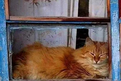 gato
