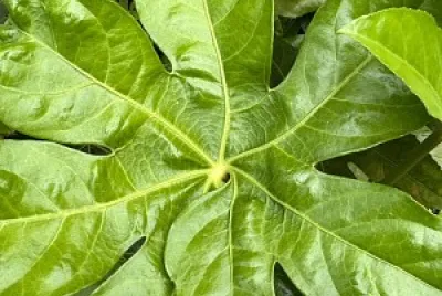 Hoja
