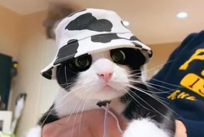 gatito
