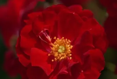 Flor