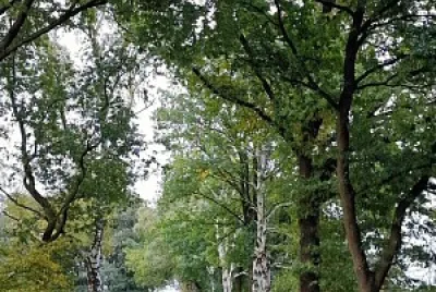 Camino