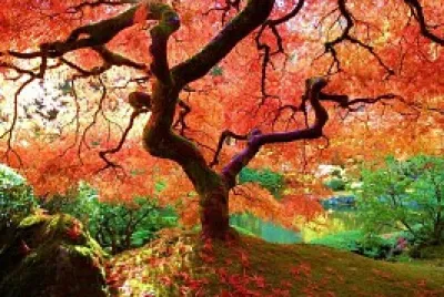 Árbol