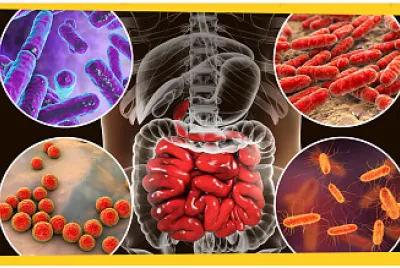 salud digestiva jigsaw puzzle