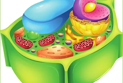 Realiza processos vitais nos seres vivos