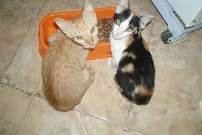 cat