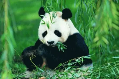 animales jigsaw puzzle