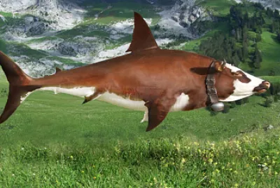Cow Shark