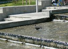Fountain (Submitted by Silvia Dlt)