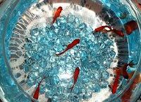 a Bowl with Goldfish (Submitted by Nahal A.)