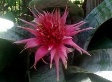 Flower (Submitted by Rebecca Johnston)