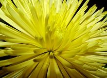 Flower (Submitted by Rich Taylor)