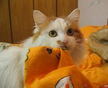 MaoMao (Submitted by Wang YanQin)