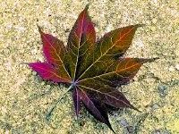 Red Leaf 2