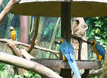 Parrots