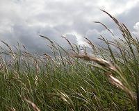 Grass in the wind