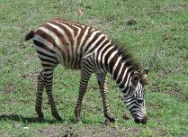 Zebra