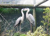 Herons