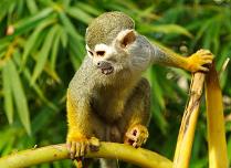 Monkey