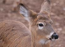Deer