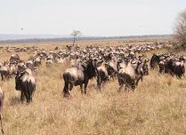 Gnu