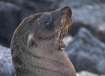 Seal
