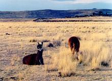 Llamas, Peru