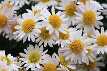 Daisies