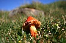 a Toadstool