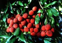 Lychees, Litchi chinensis