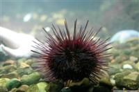 a Fish