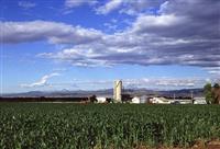 Corn production in Colorado
