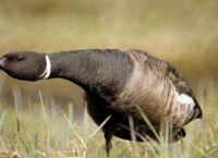 Brant in defensive position