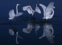 Great egrets