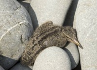 gull chick on Bendel Island, (Shumagins)
