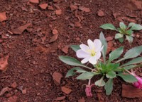 Gumbo Lily