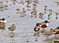 Northern Shovelers