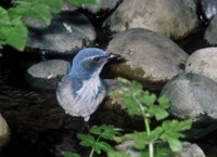 Scrub Jay, Western