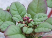 Seabeach Amaranth