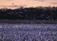 Snow geese