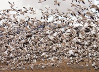 Snow Geese