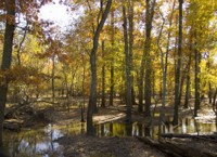 Woods with standing water