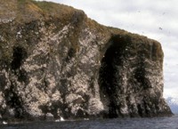 Black-legged Kittiwake Colony
