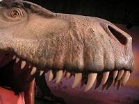Dinosaur